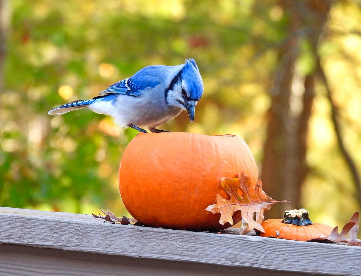 31 Photos of Autumn Birds You Need to See