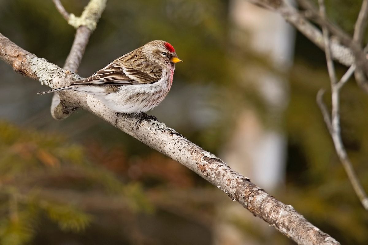 Updated Winter Finch Forecast for 2023-24