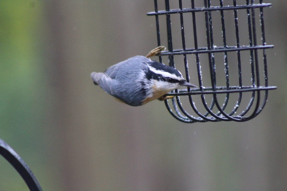 Nuthatch vs Chickadee: How to Tell the Difference