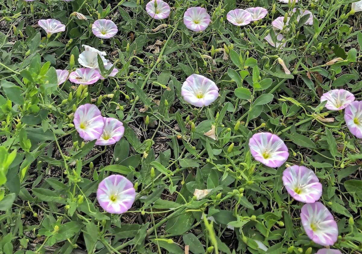 Stop Bindweed From Taking Over Your Garden