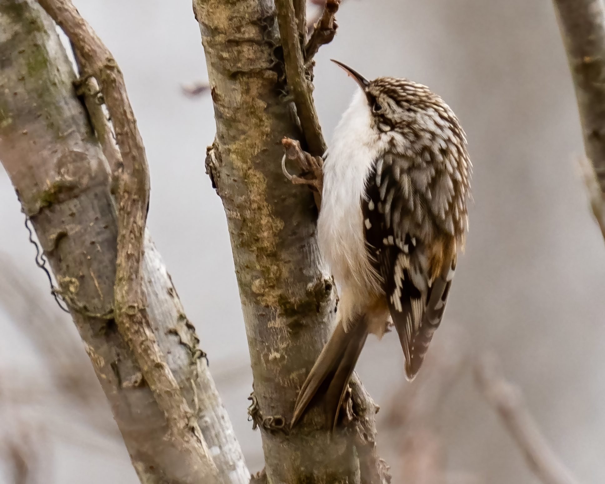 How to Identify and Attract a Brown Creeper