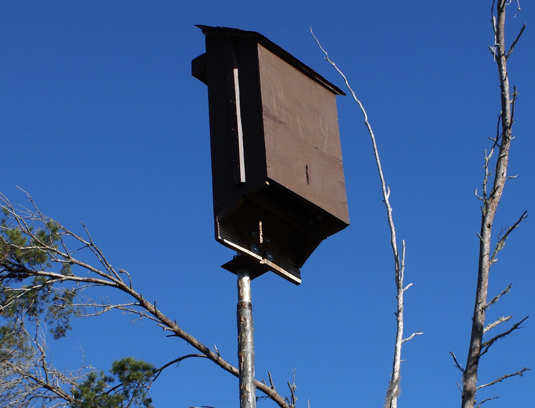 9 Features to Look for in a Bat House