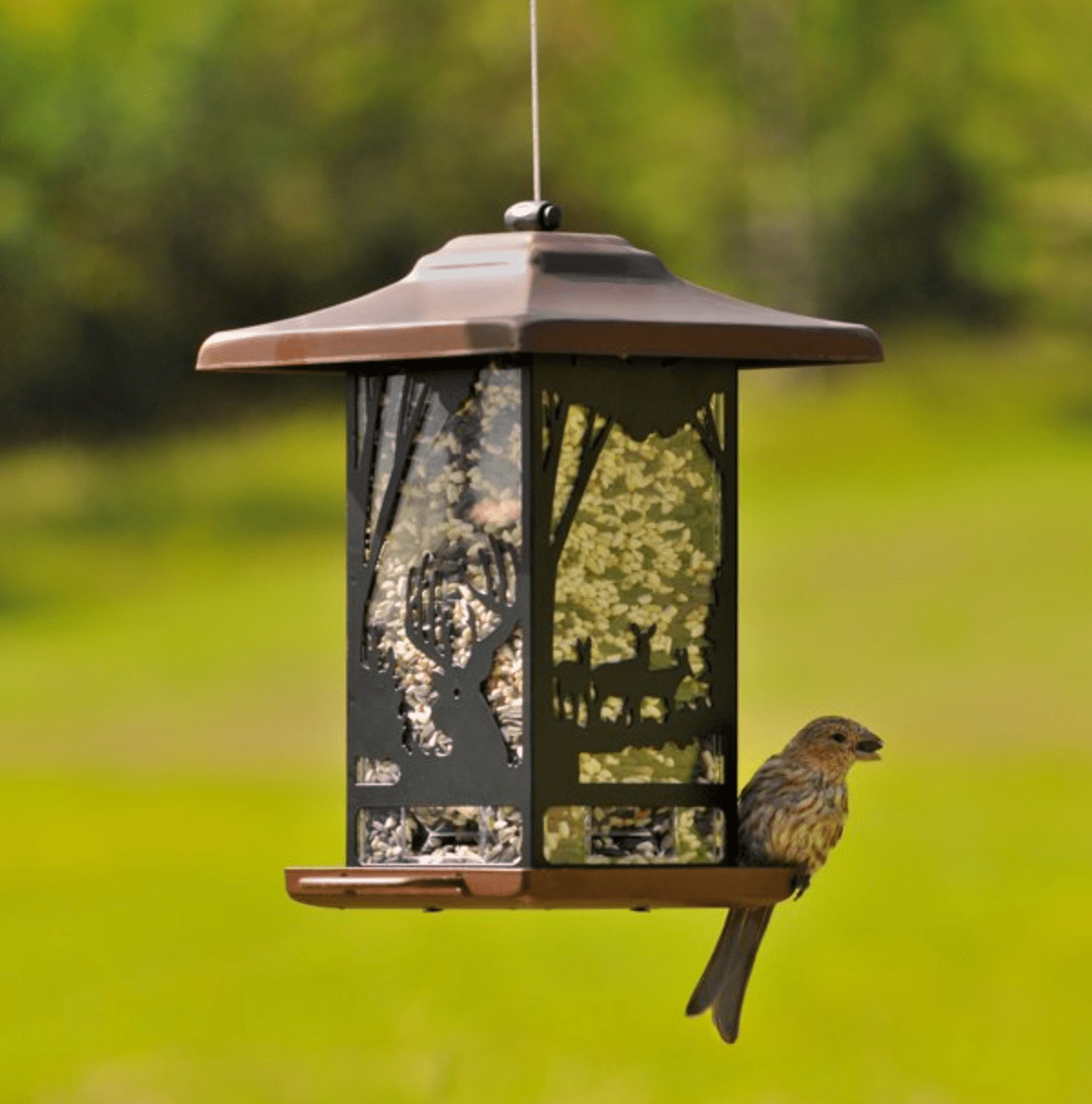 9 Hopper Bird Feeders to Attract Seed-Lovers