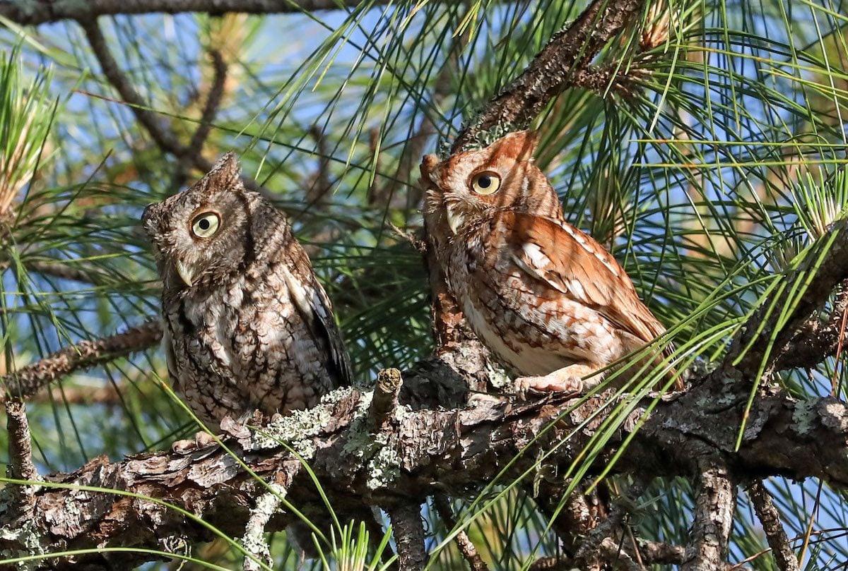 Discover the Amazing Types of Owls in North America