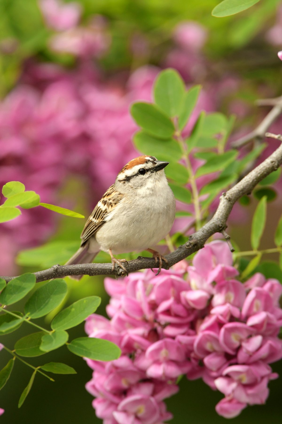 How to Identify and Attract a Chipping Sparrow