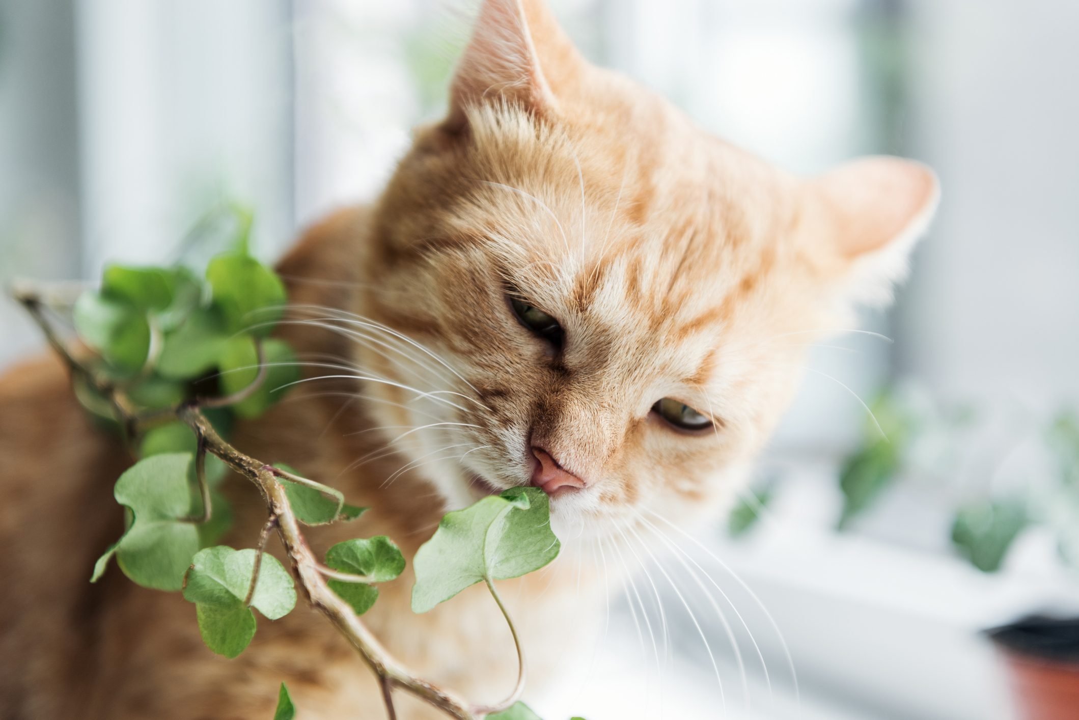 9 Poisonous Plants Every Cat Owner Should Avoid