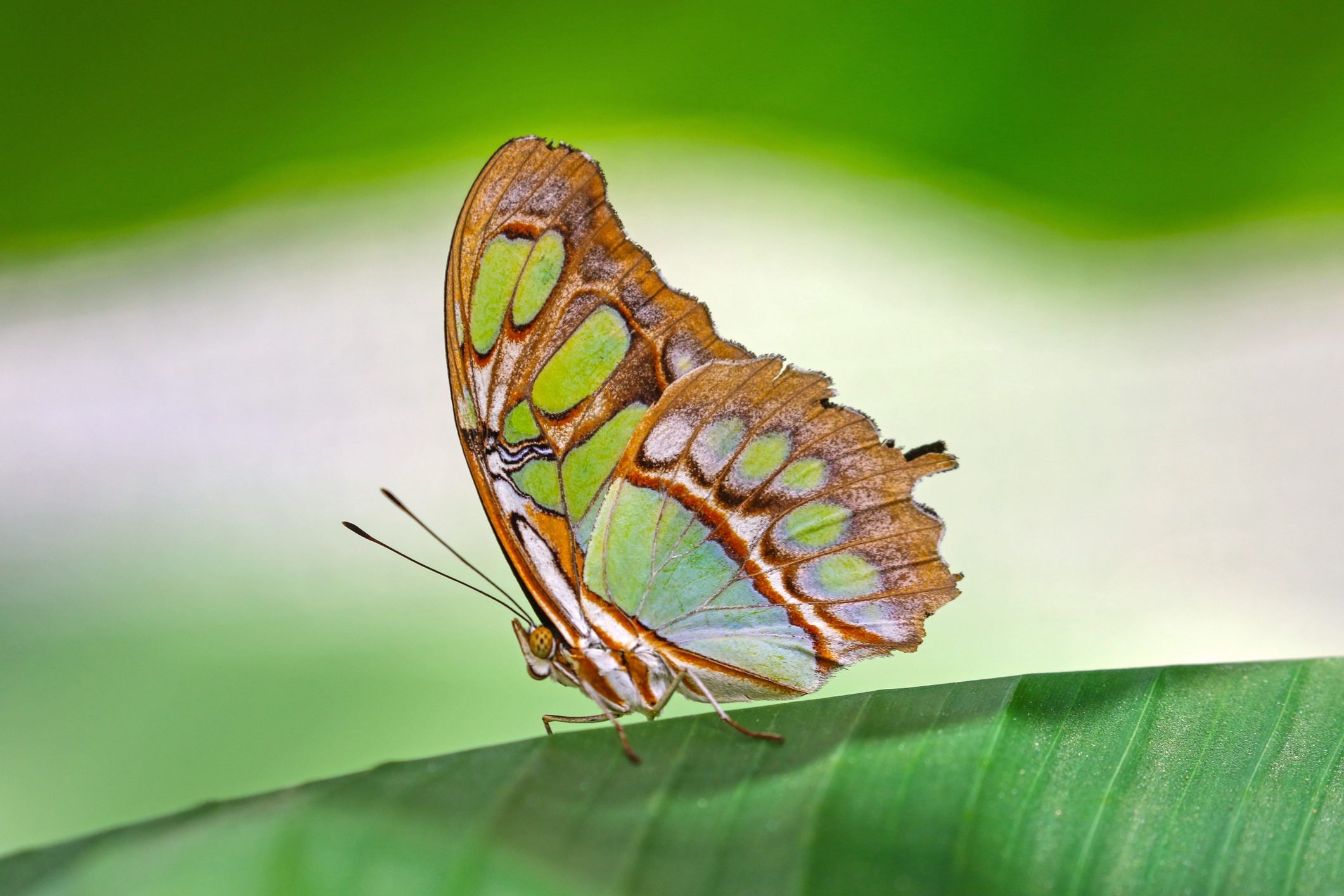 11 Kinds of Butterflies Worth Knowing