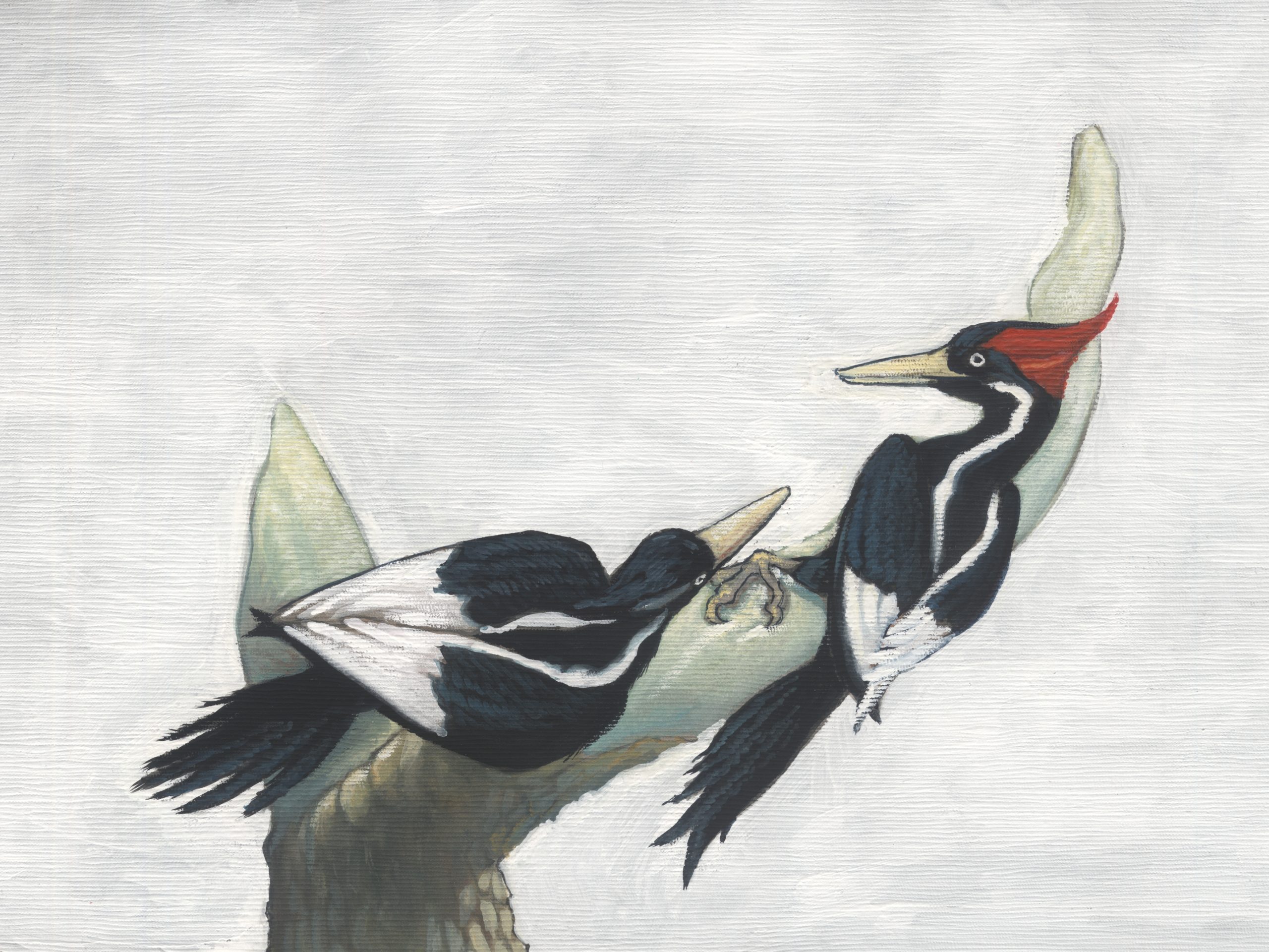 Ivory Billed Woodpecker Vs Pileated Woodpecker Are They Related 4609