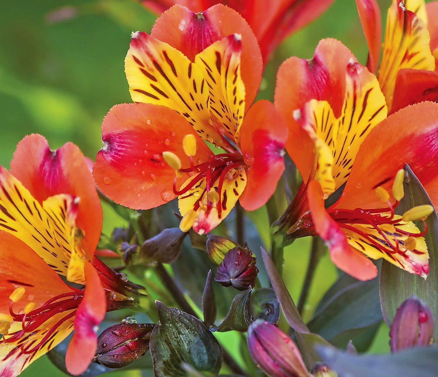 How to Grow and Care for Alstroemeria Flowers