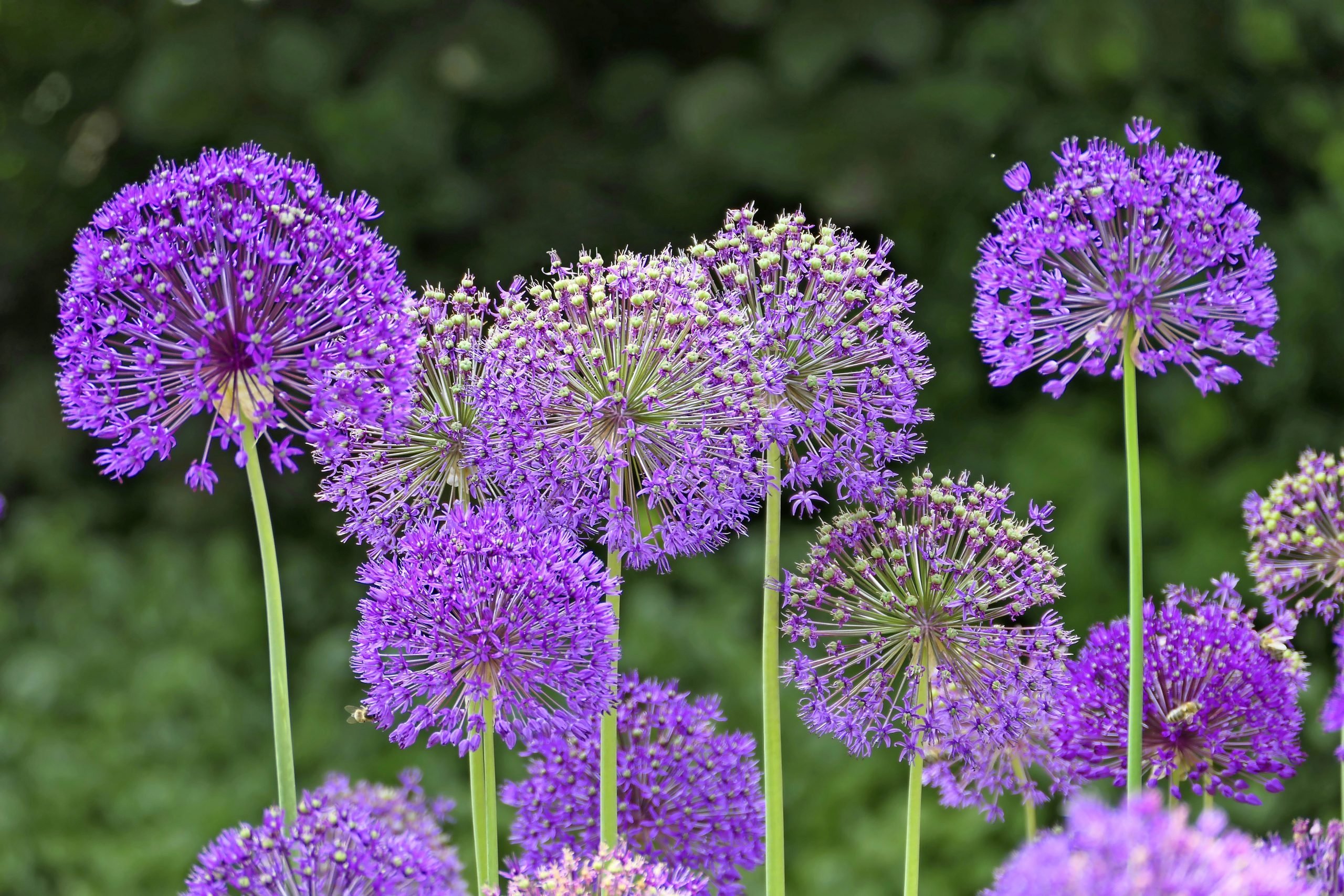 Allium Flower Care and Growing Tips