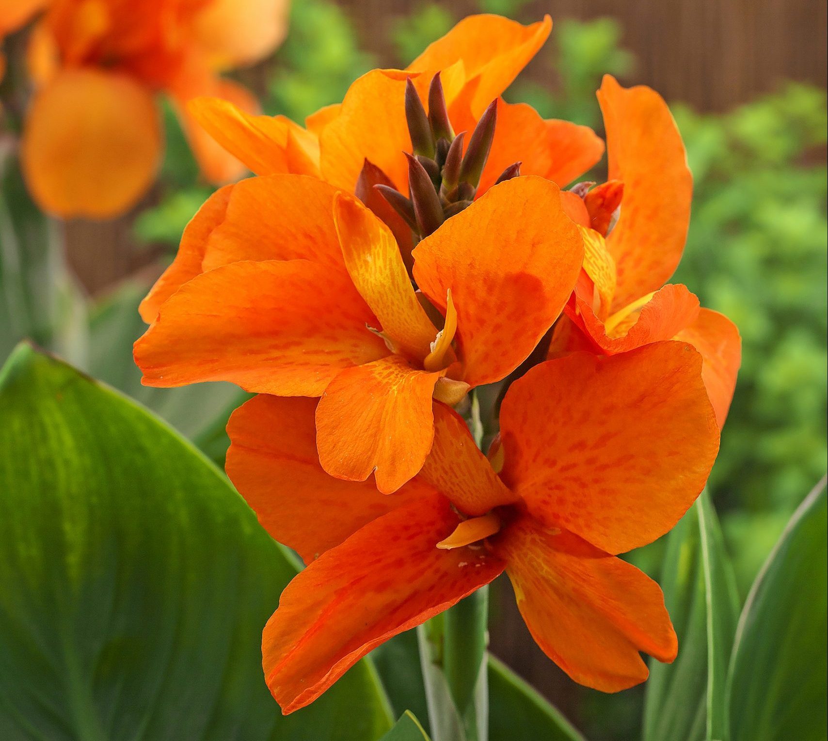 Grow Canna Flowers for Tropical Beauty in the Garden