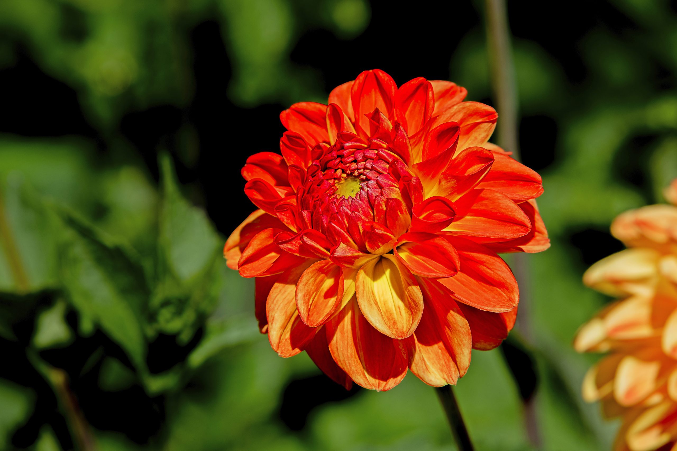 Top 10 Orange Flowers To Add A Juicy Burst Of Color Birds And Blooms