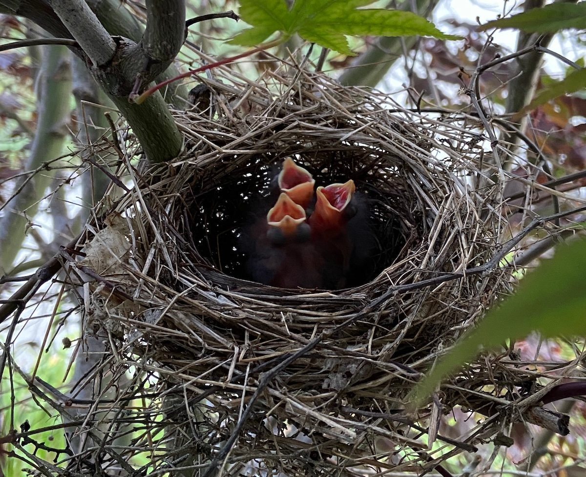 Everything You Need to Know About a Cardinal Nest