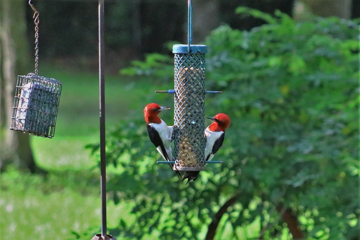 how to hang bird feeder