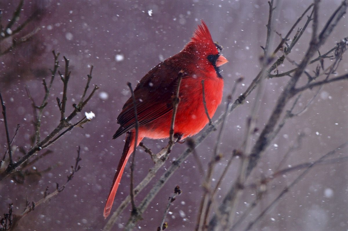 19 Magical Bird Photos of Cardinals in Snow