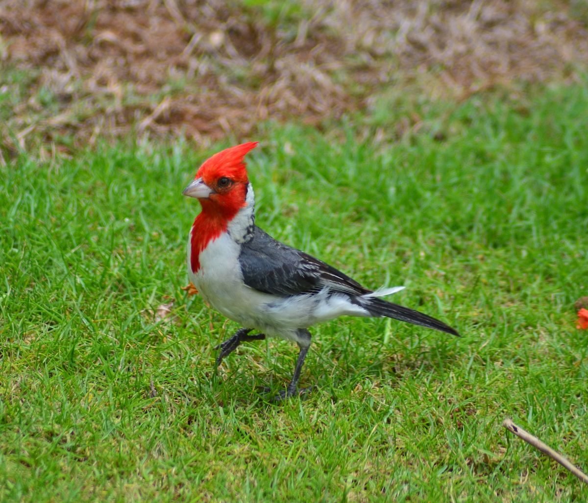 Head to Hawaii to See a Red Crested Cardinal
