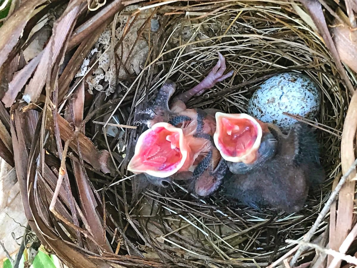 How to Recognize Northern Cardinal Eggs