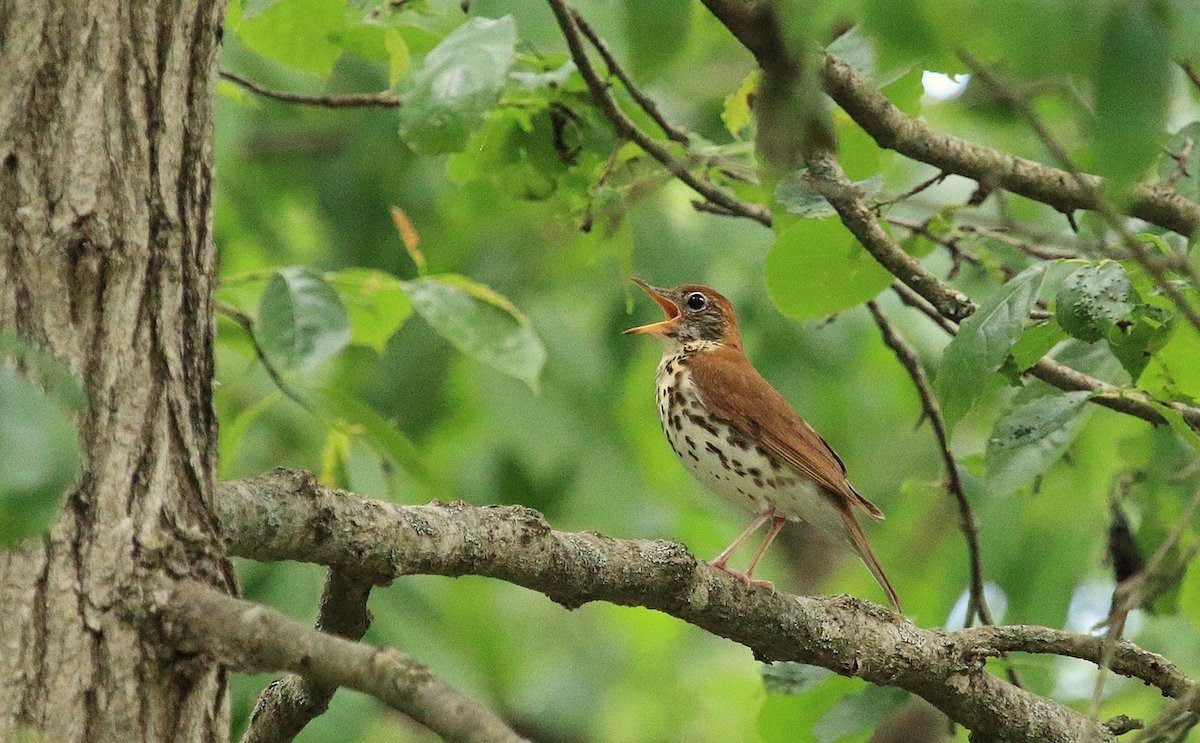 How to Identify a Wood Thrush