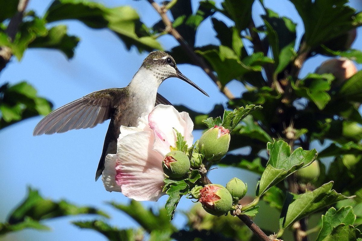 Do Hummingbird Sightings Have Special Meaning?