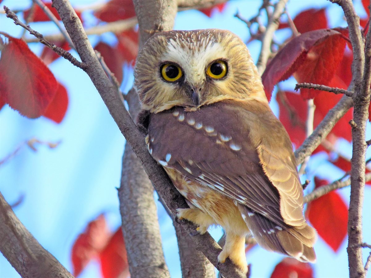 How to Identify a Northern Saw-Whet Owl