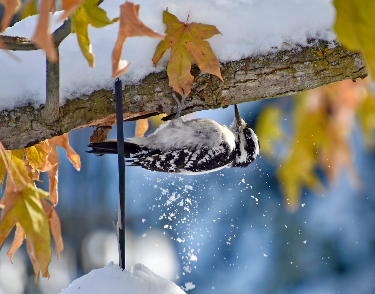 18 Amazing Woodpecker Facts You Should Know