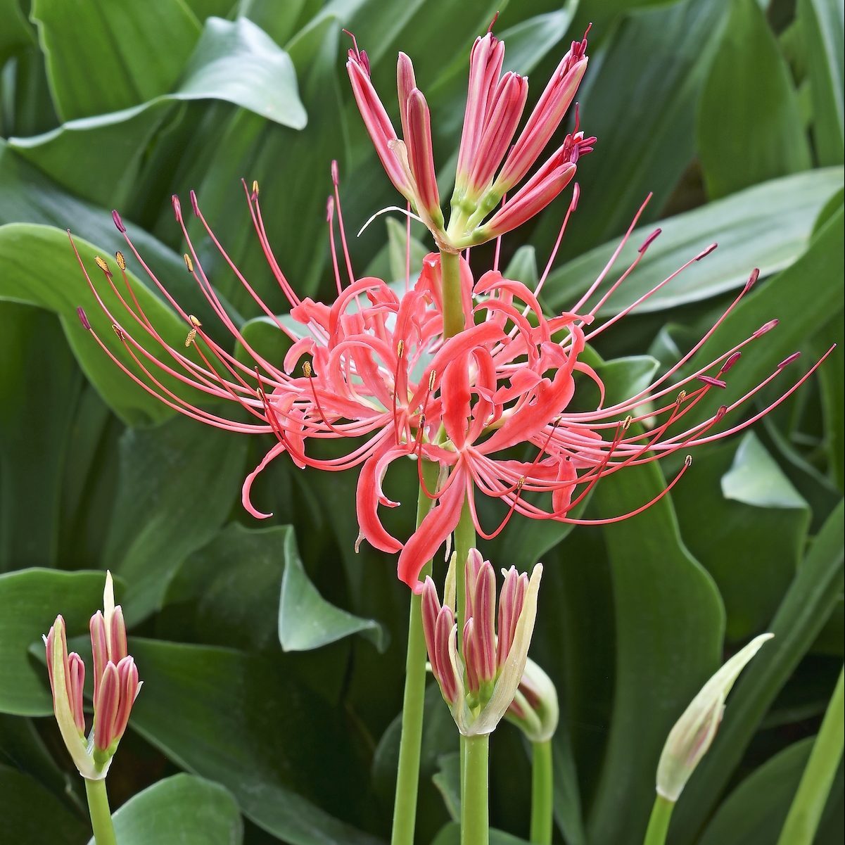 When Does a Red Spider Lily Bulb Bloom?