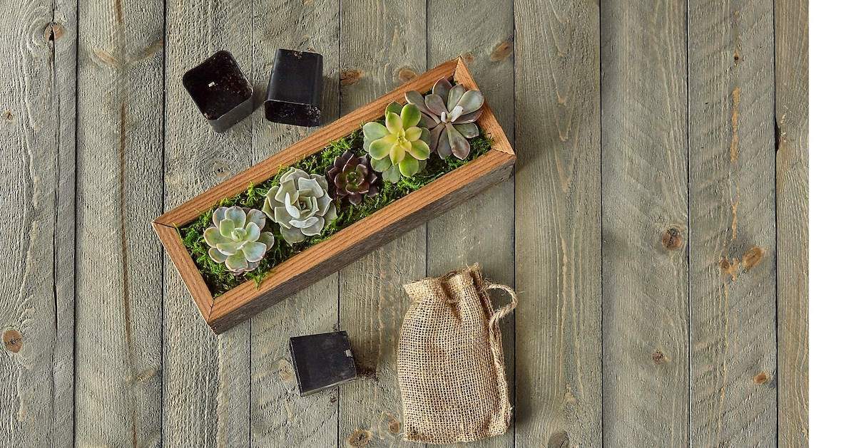 18 Indoor Garden Kits Perfect for Gifting
