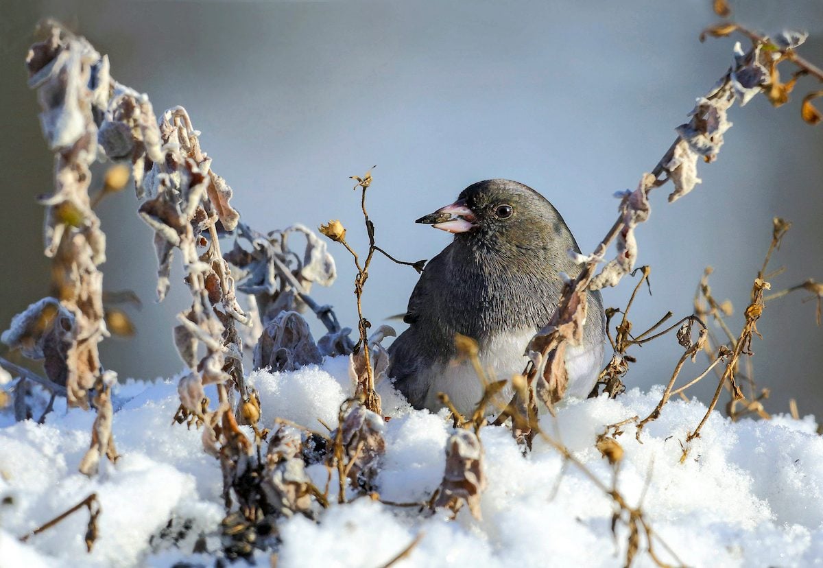 What Do Juncos Eat and How to Attract Them