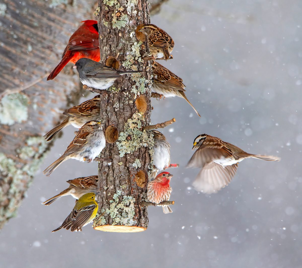 Switch Up Your Bird Feeding Habits to See New Species