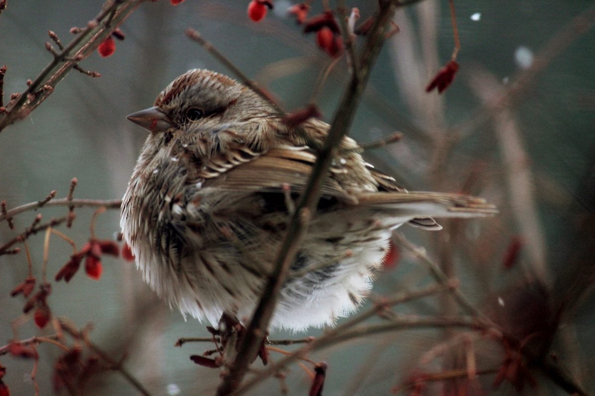 Listen for the Sweet Sounds of a Song Sparrow - Birds and Blooms