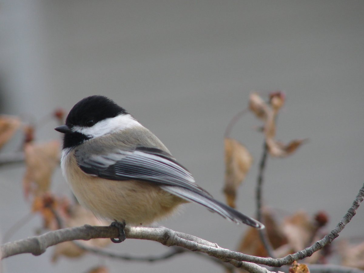 Meet the Adorable Black Capped Chickadee