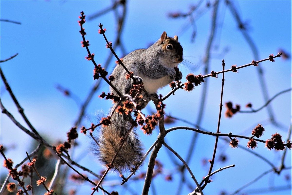 8 Nutty and Fun Facts About Squirrels