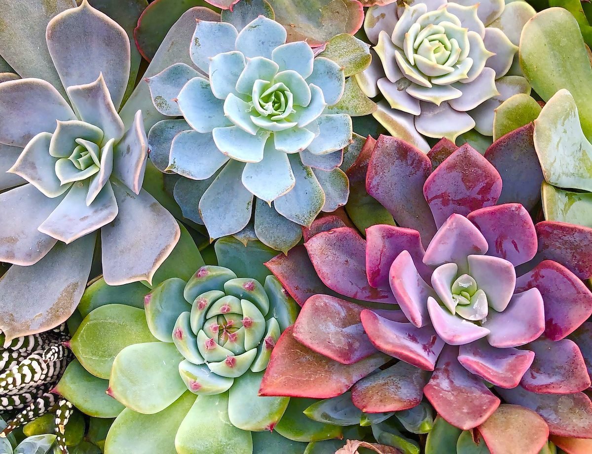 How to Propagate Succulents (for More Free Plants!)