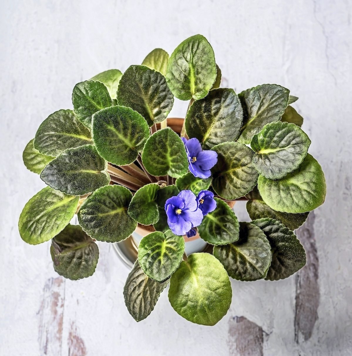 African Violet Care 101: Expert Growing Tips