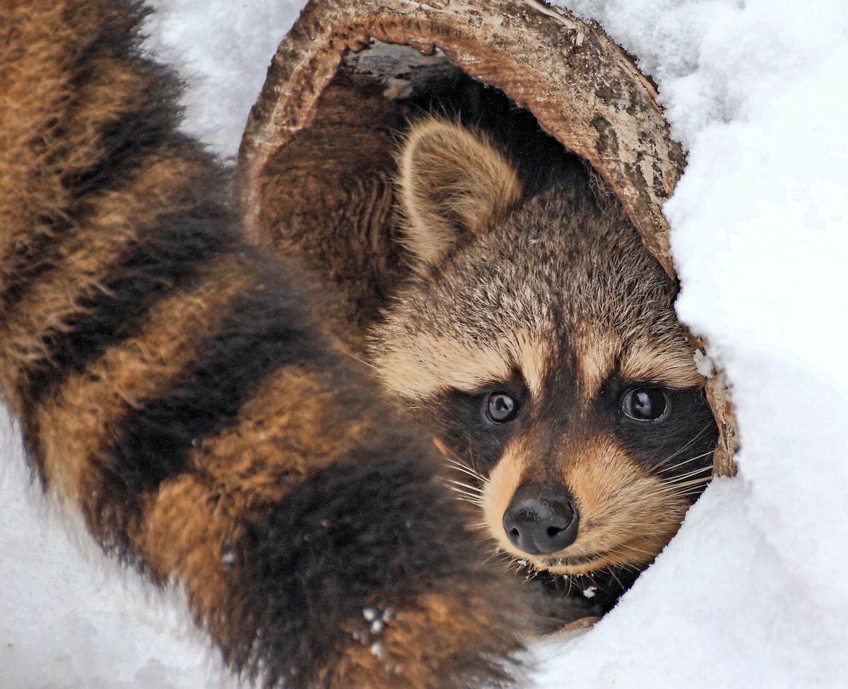 Winter Wildlife: Animals That Hibernate in Your Yard
