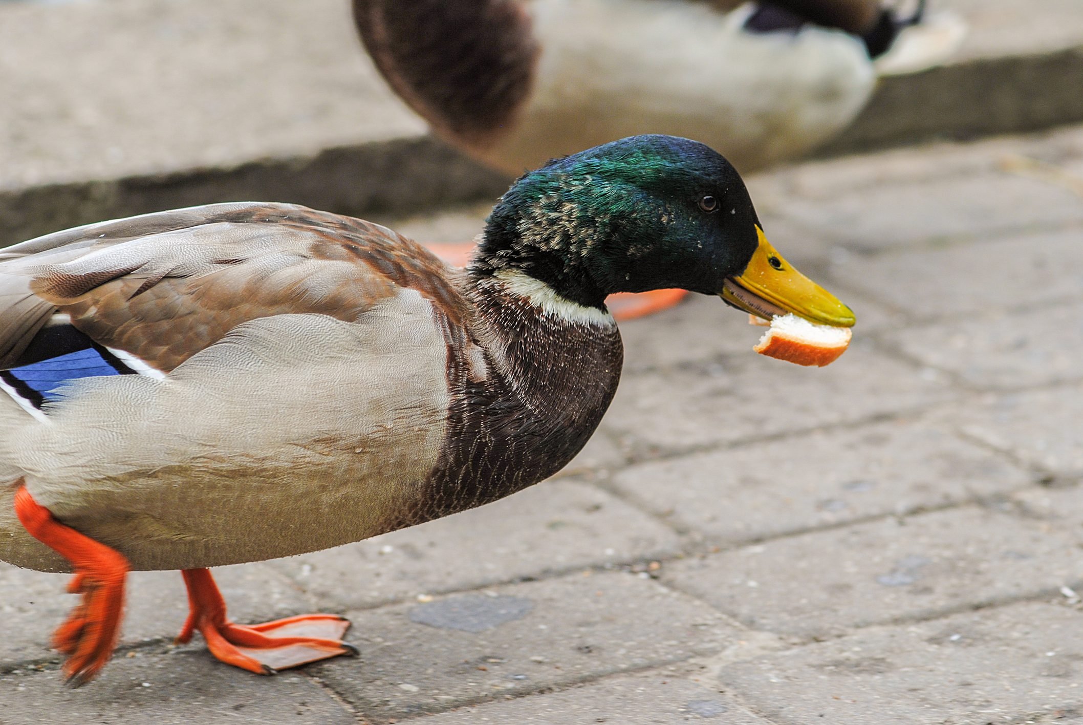 What Foods Can You Feed to Ducks?