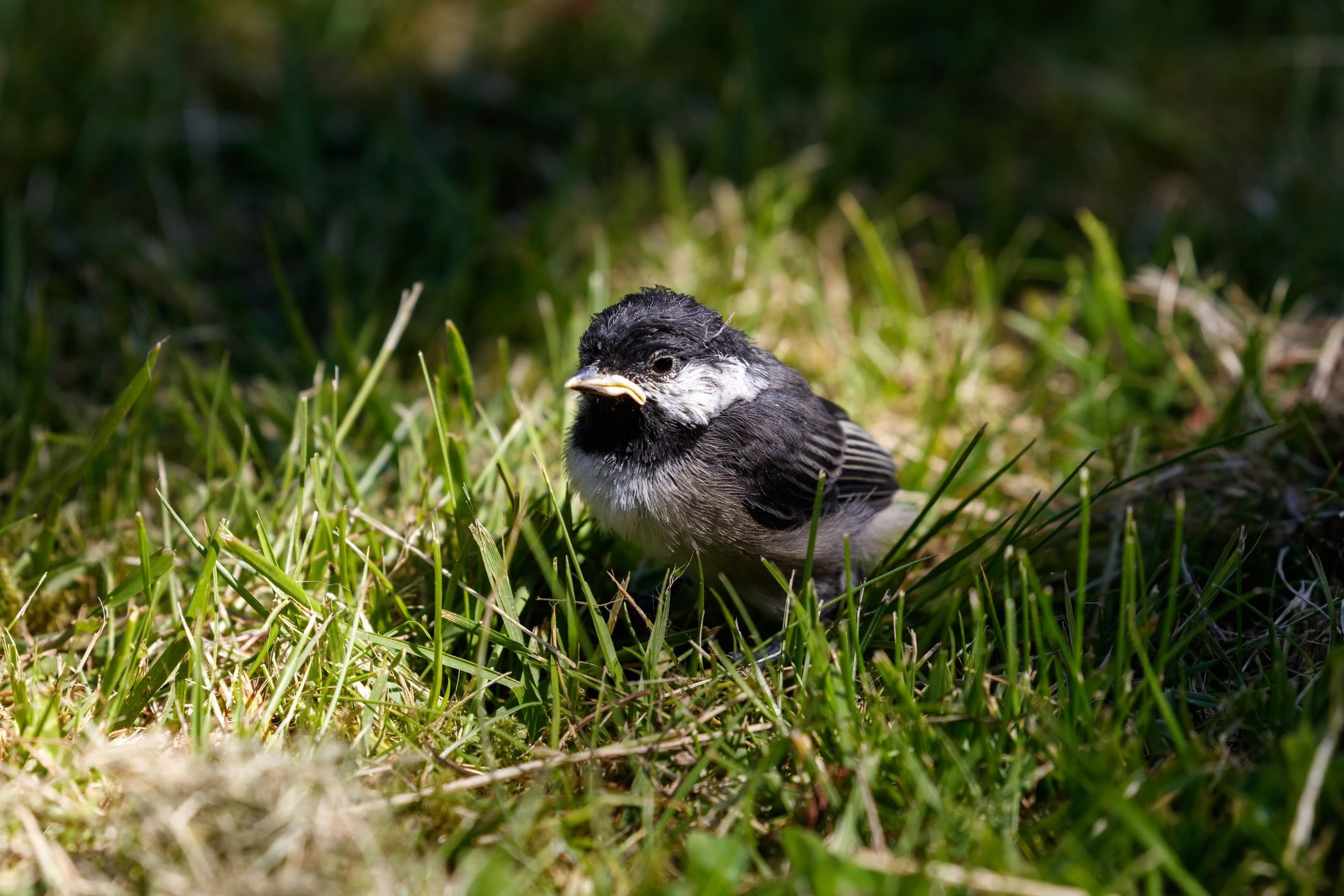 Baby Chickadees Are SO Small and Cute