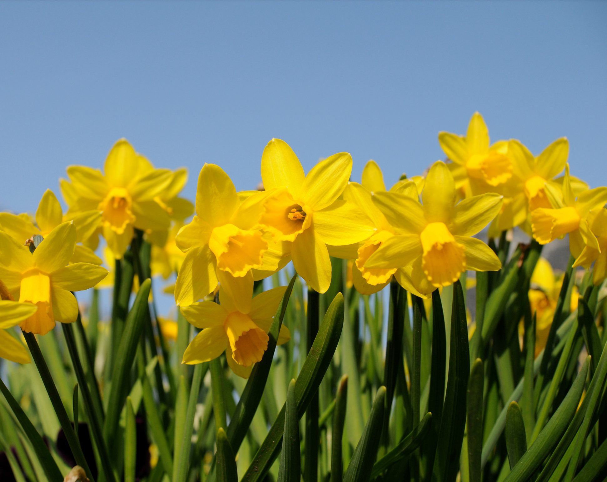 Daffodils Not Blooming? Here's What to Do