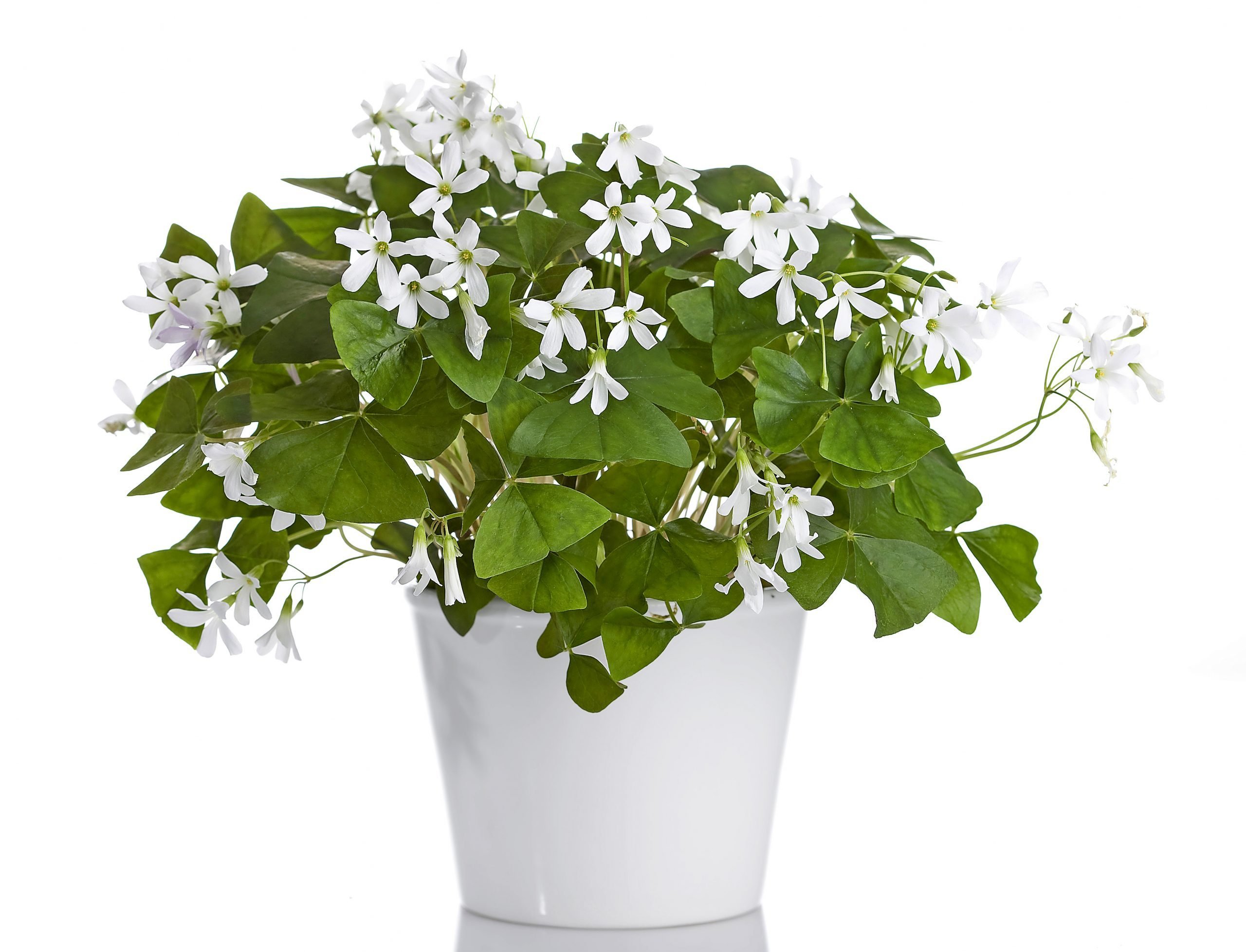 Grow a Lucky Charm: How to Care for a Shamrock Plant