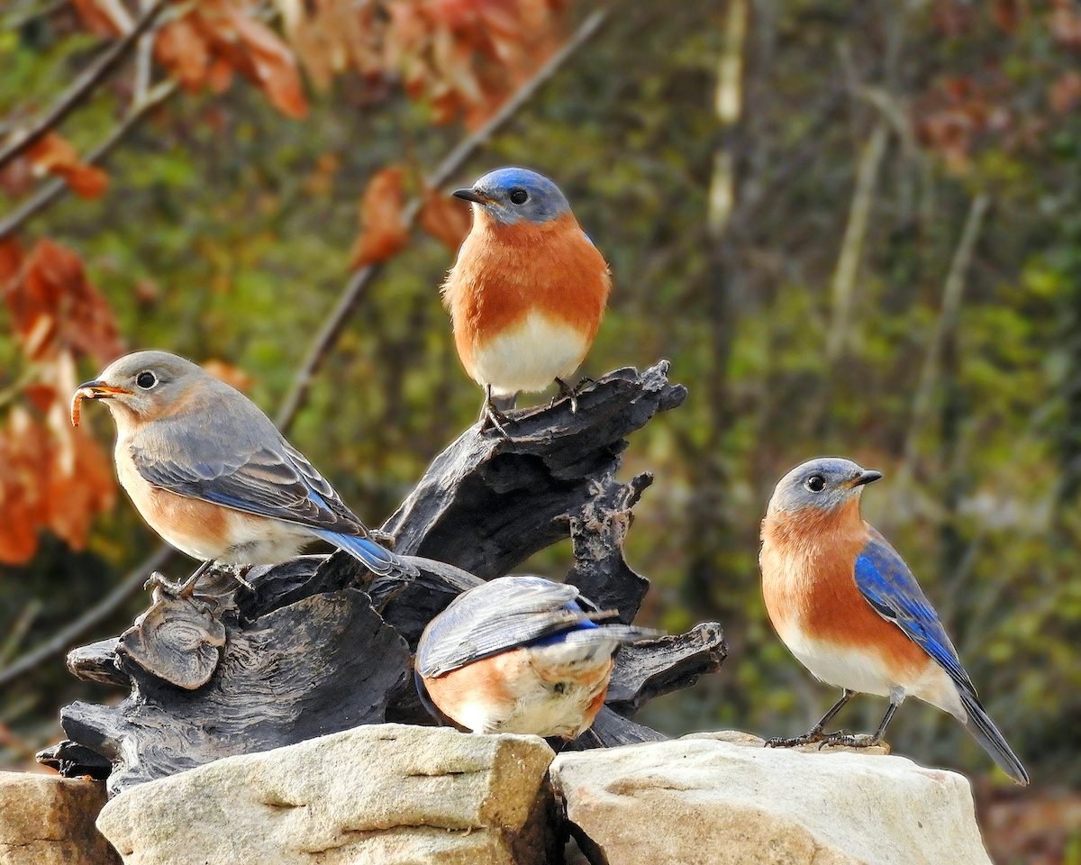 western bluebird vs eastern bluebird