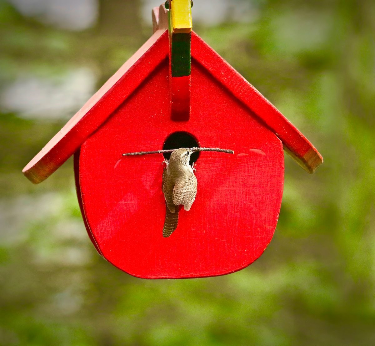Welcome Nesting Wrens With Wren Bird Houses