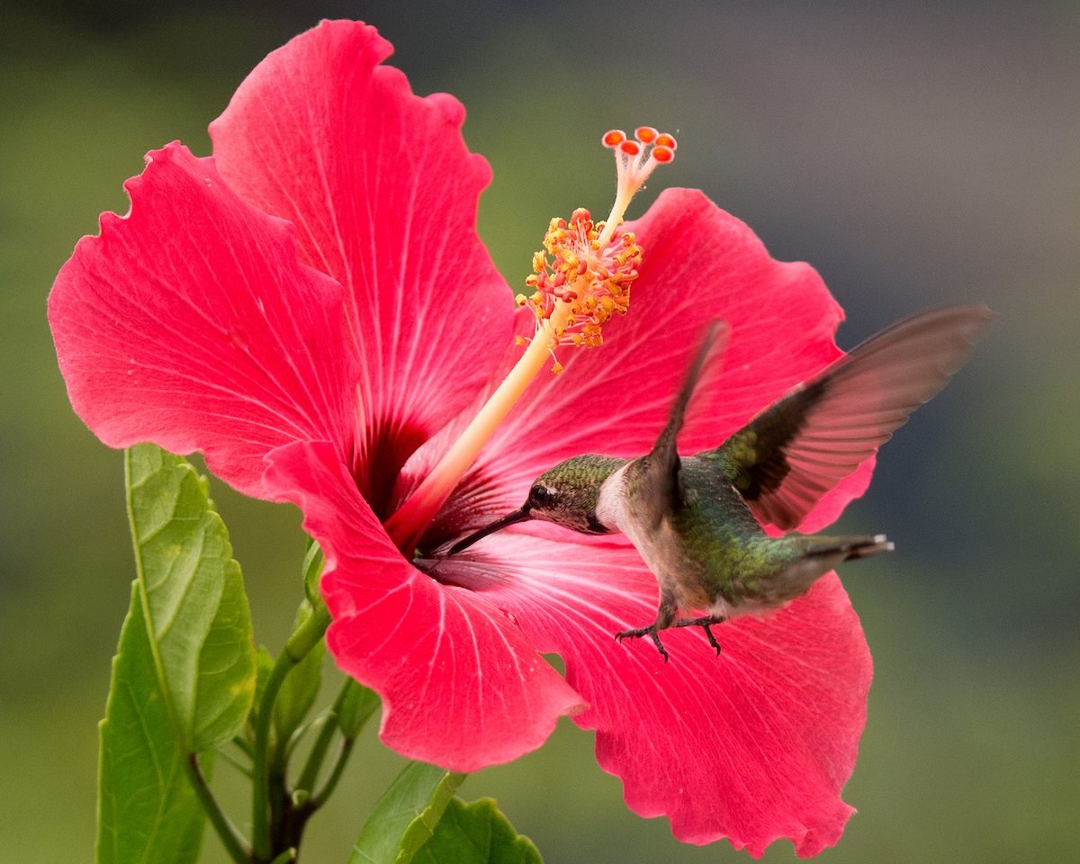 Top 10 Red Hummingbird Flowers | Birds & Blooms