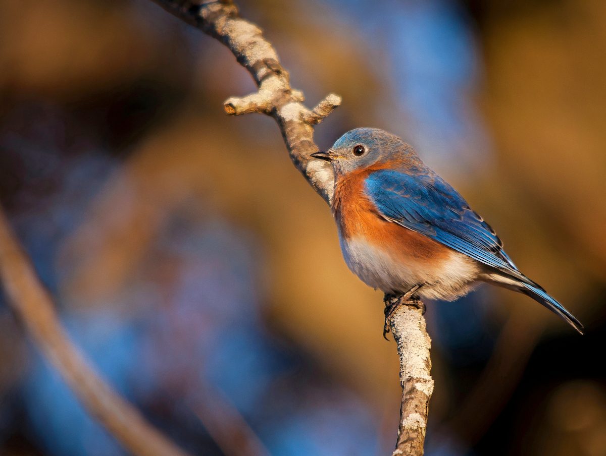 Nature's Ways: One of Everyone's Favorites — the Eastern Bluebird