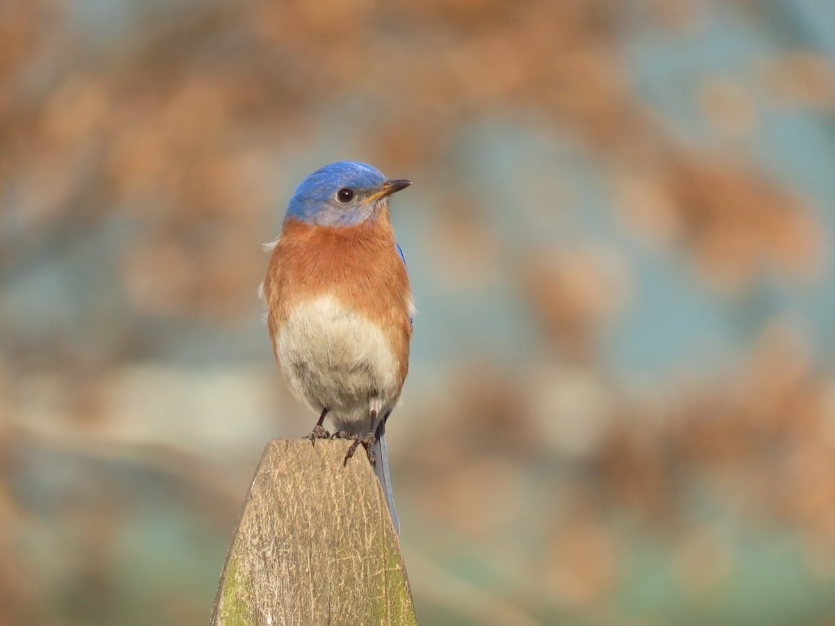 bluebird-meaning-do-bluebirds-symbolize-happiness-birds-and-blooms