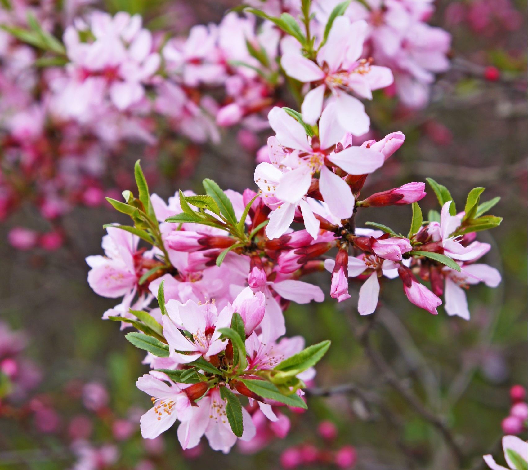 Top 10 Early Spring Flowering Bushes - Birds and Blooms