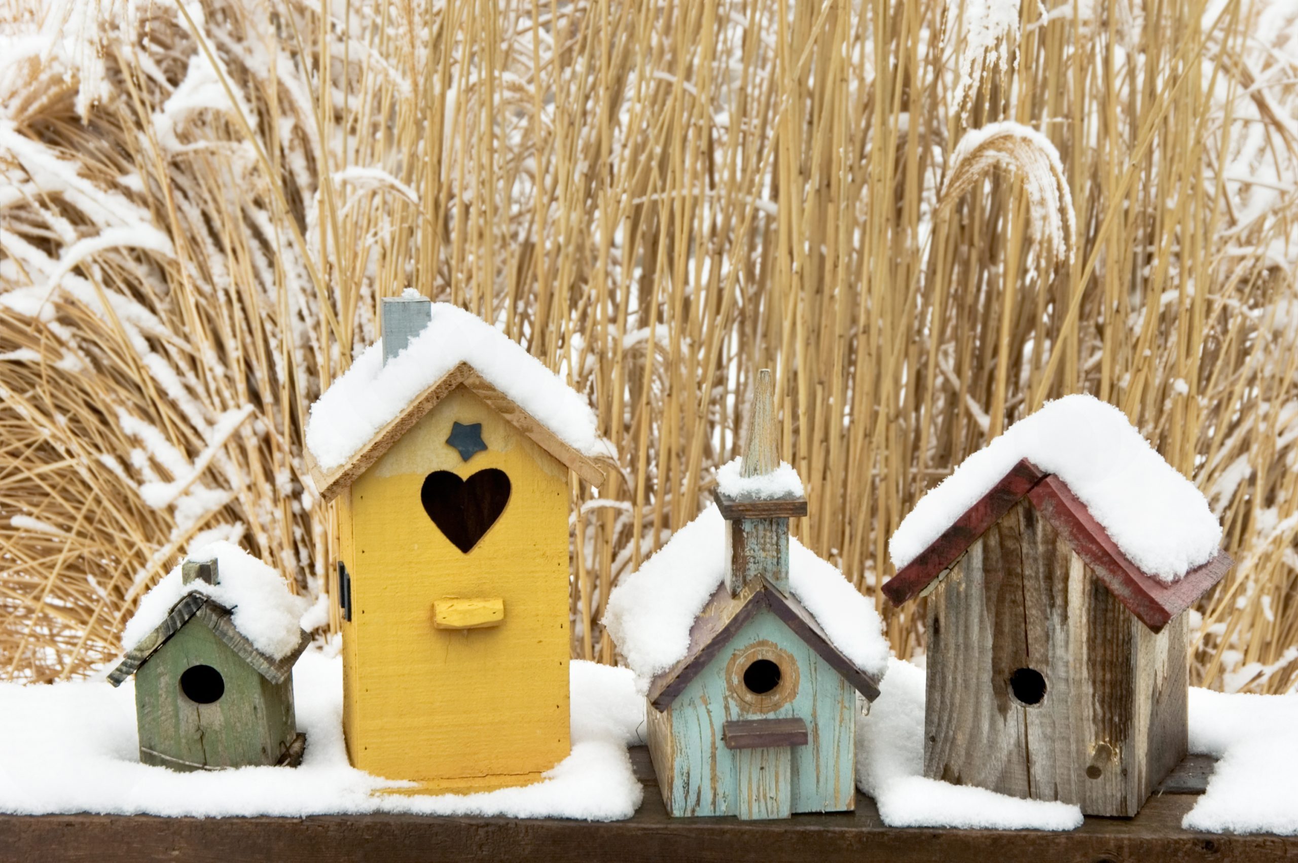 When Should I Clean Out Bird Houses?