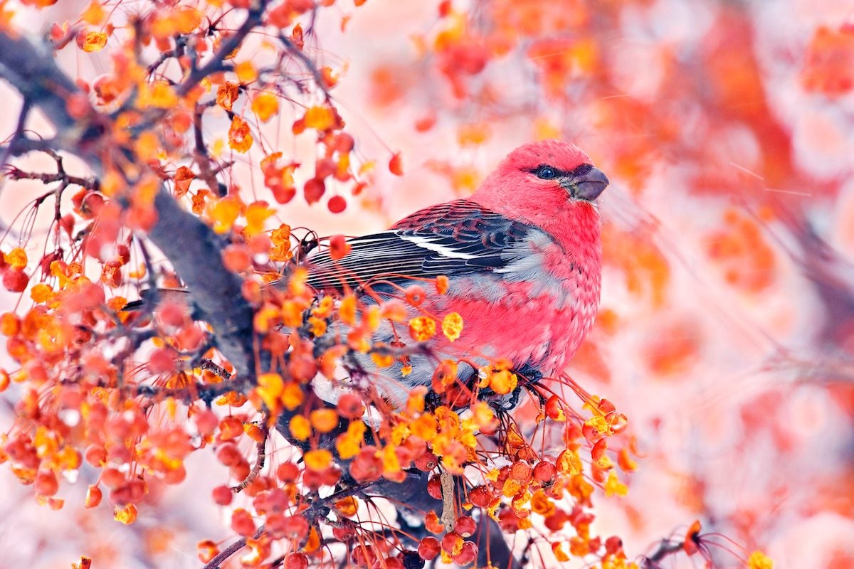 7 Types of Finches to Look for in Winter