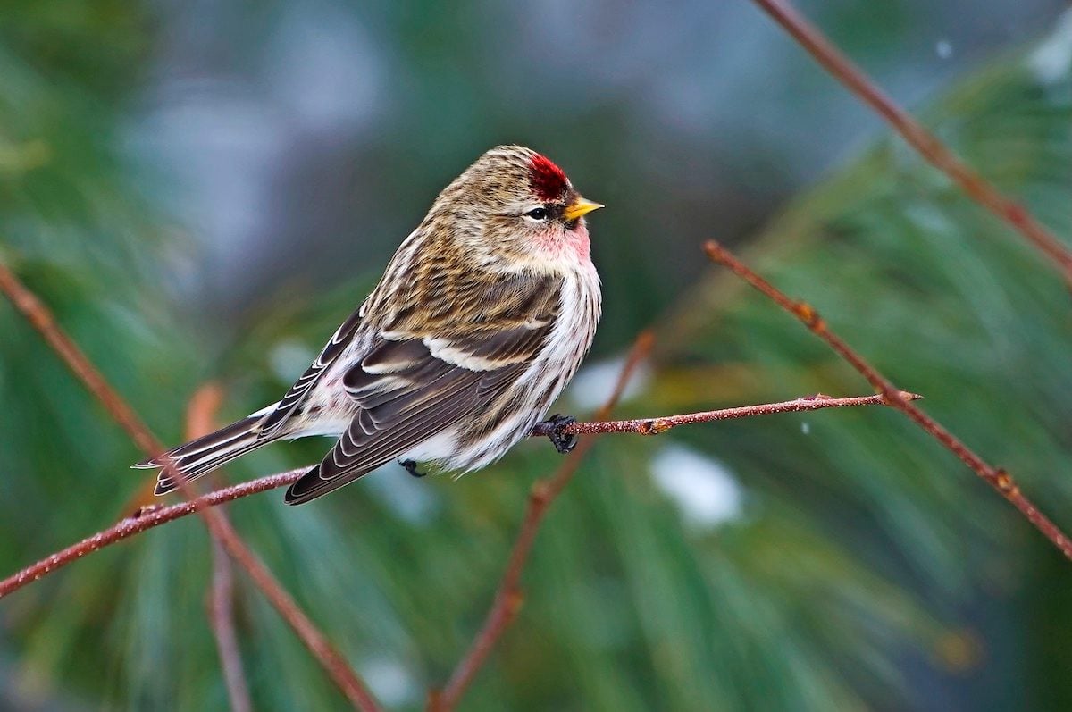 Identify and Attract a Common Redpoll