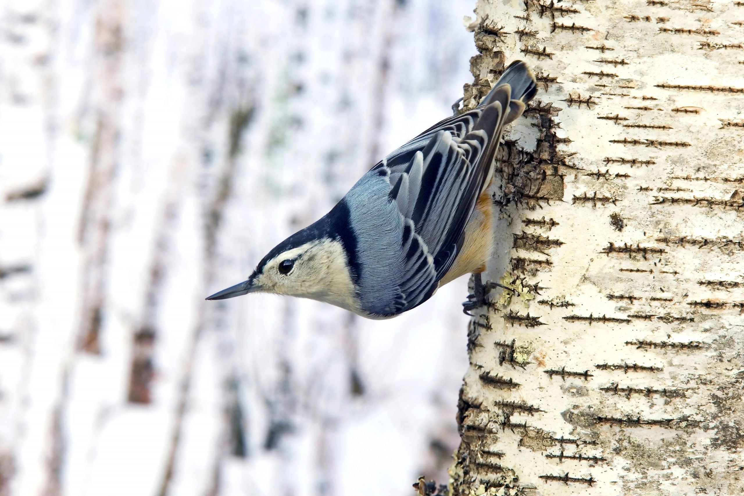 Get to Know the Gravity-Defying Nuthatch Bird Family