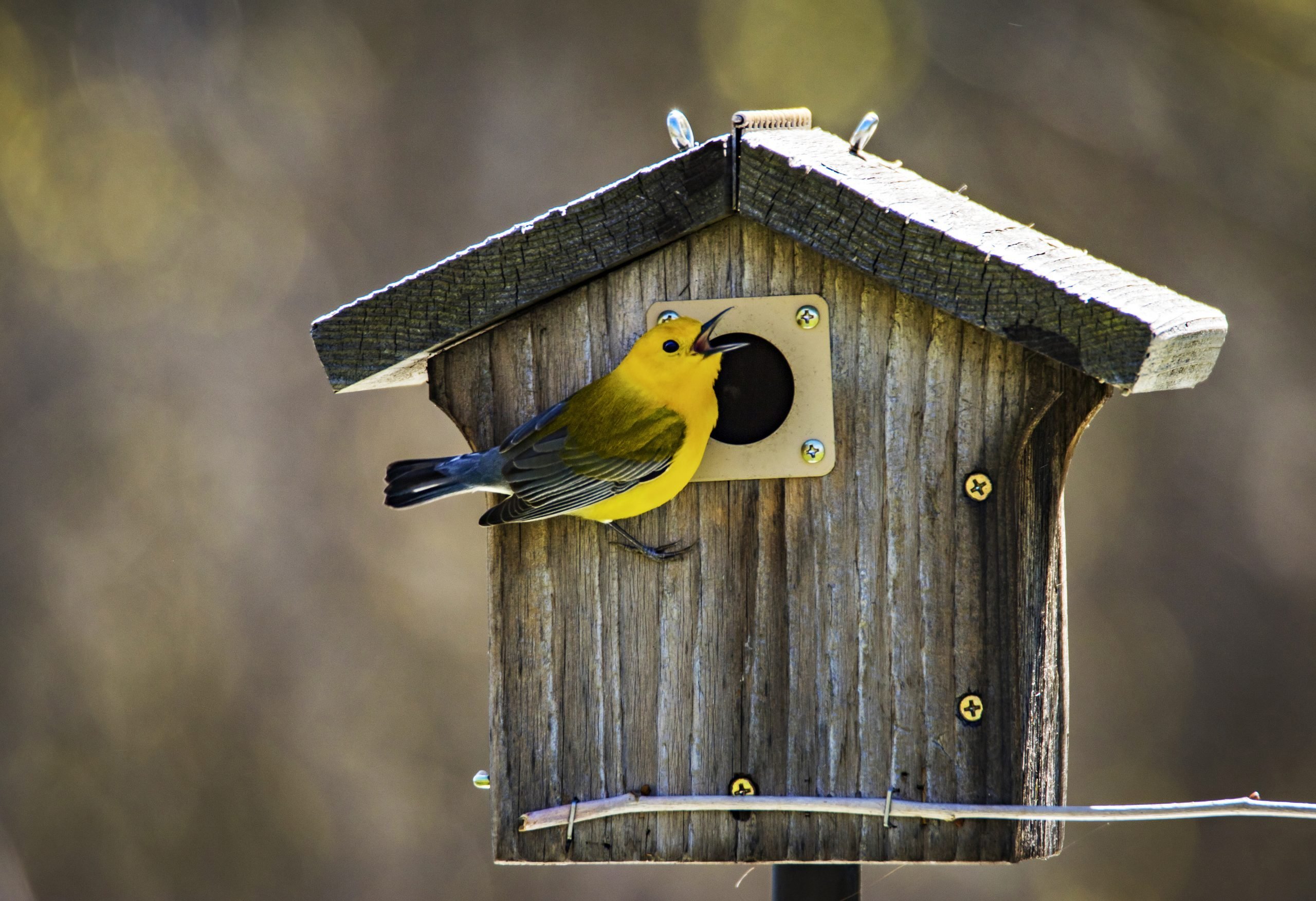 Attract a Prothonotary Warbler With a Birdhouse